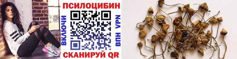 Псилоцибиновые грибы MAGIC MUSHROOMS  kraken вход  Борзя 